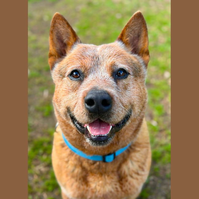 Photo of Buster