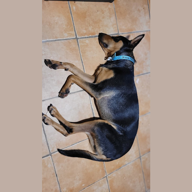 Photo of Charlie
