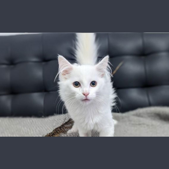 Photo of Luna