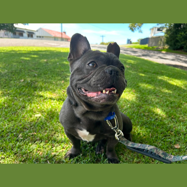 Photo of Bruce   3 Year Old French Bulldog (Hold)