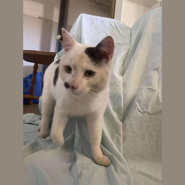 Photo of Harvey Kitler