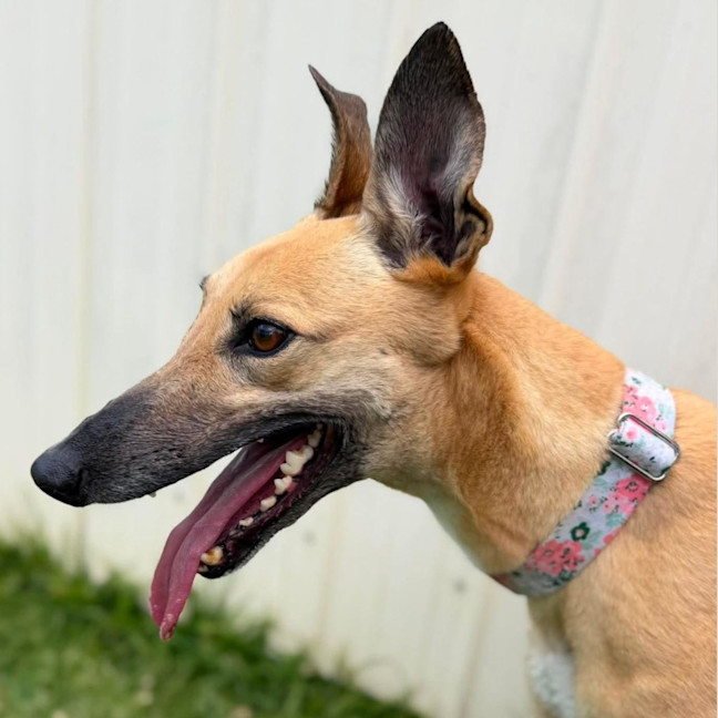 Photo of Marie The Greyhound