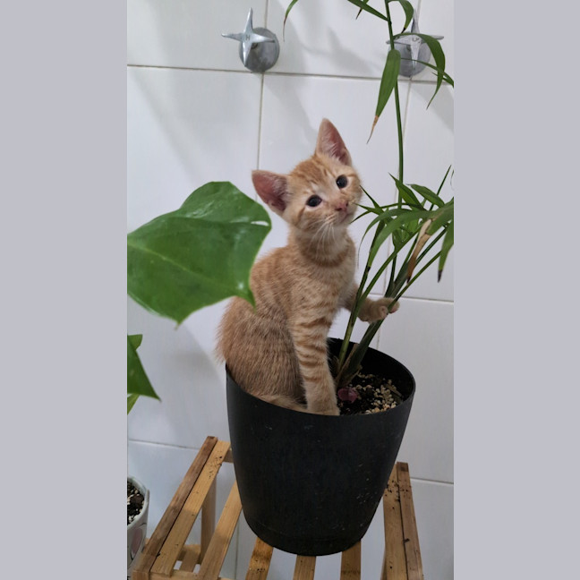 Photo of Bagel