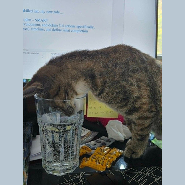 Photo of Cosmo