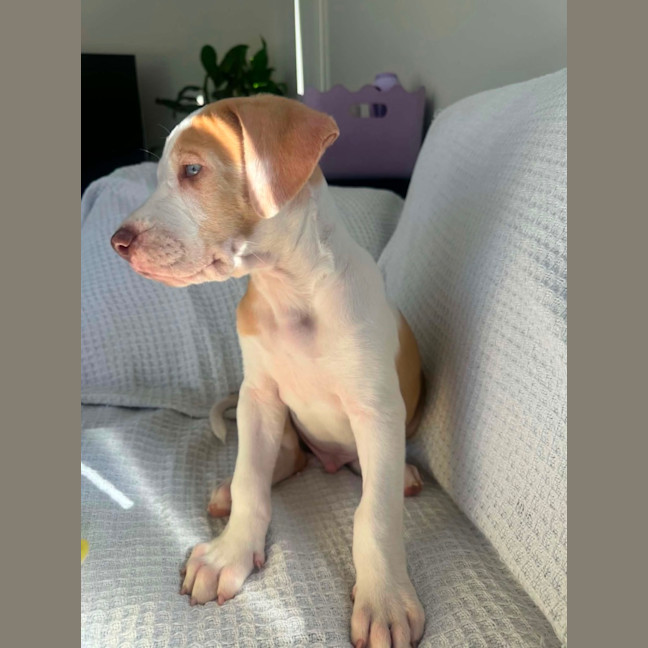 Photo of Hercules