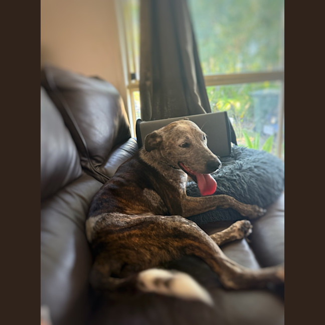 Photo of Lily 