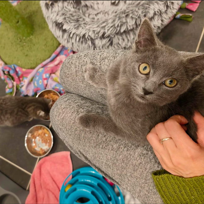 Photo of Mochi