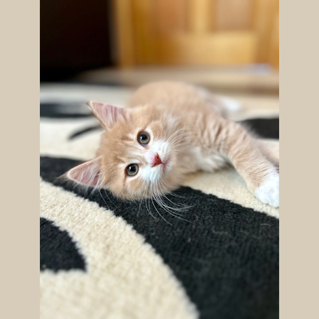 Photo of Apollo   In Foster Care In Lower Plenty