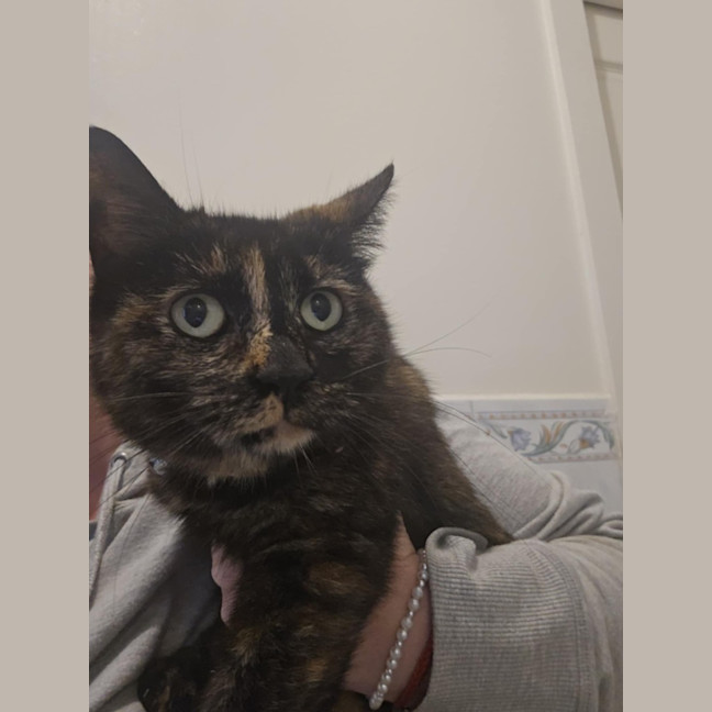 Photo of Ella *9 Lives Project Rescue*