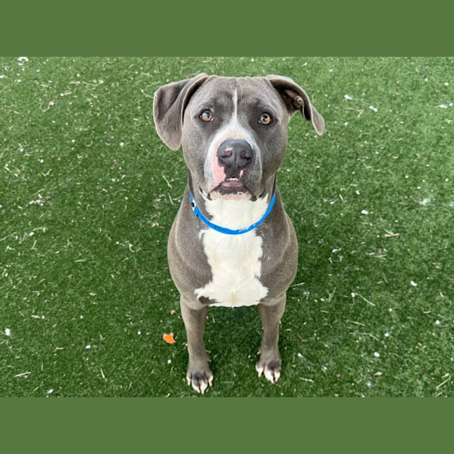 Photo of Kaos Imp 2213