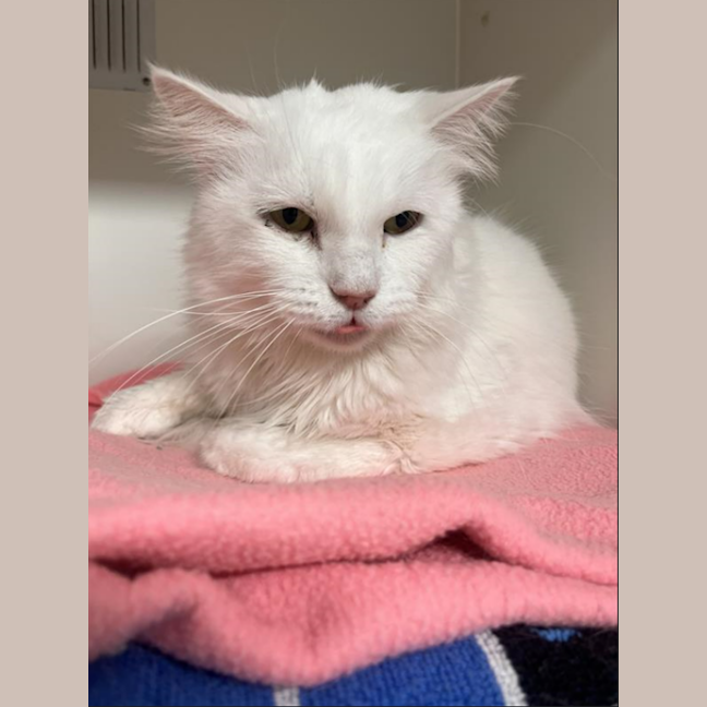 Photo of Lucky