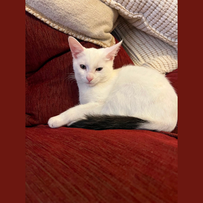 Photo of Lumi