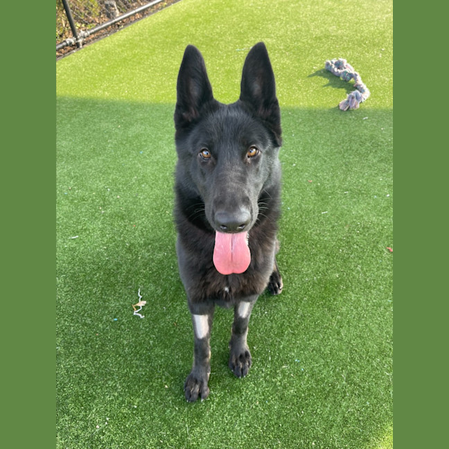 Photo of Rhaenyras Imp 1411