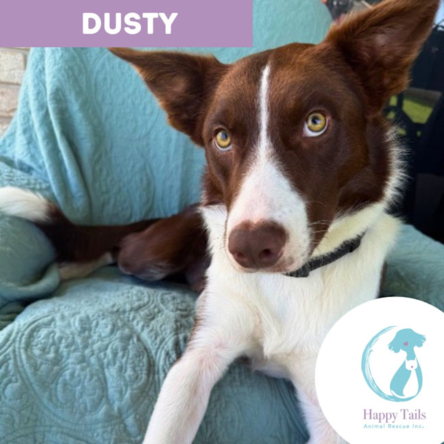 Photo of Dusty