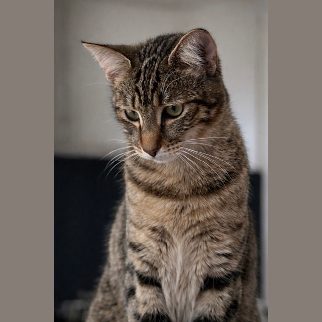Photo of Kobe