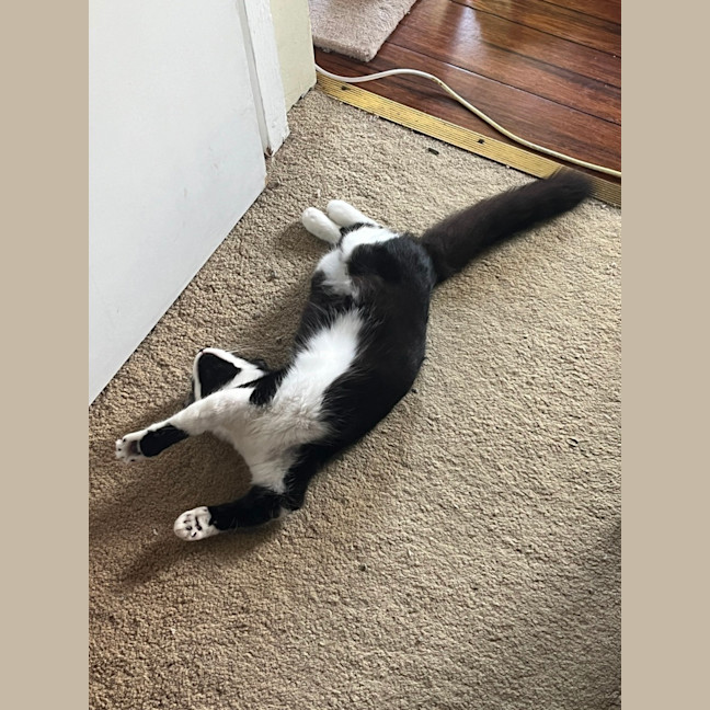 Photo of Rorschach (Rory)
