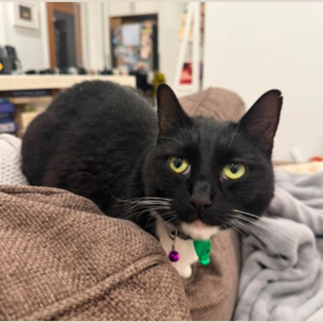Photo of Biscuit