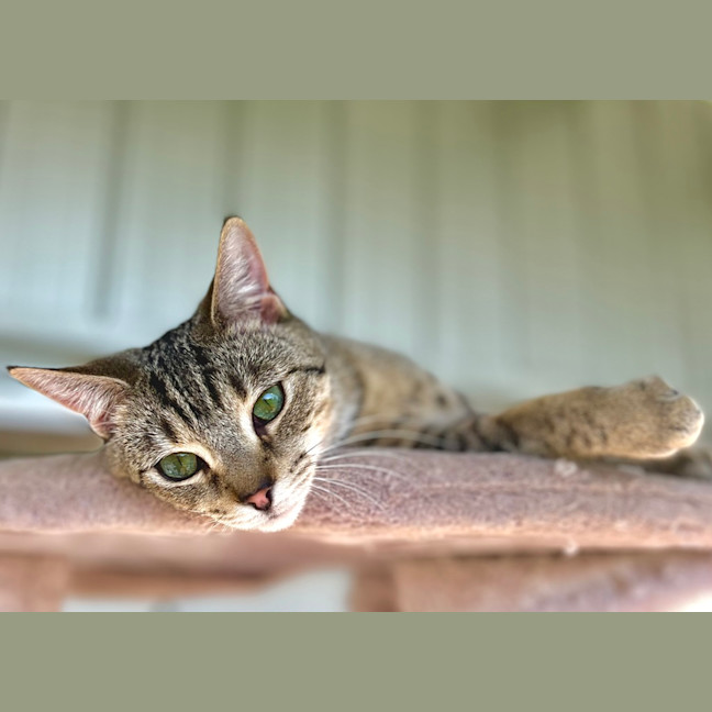 Photo of Pilchard