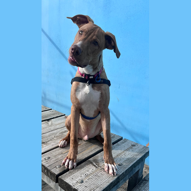 Photo of Butterscotch