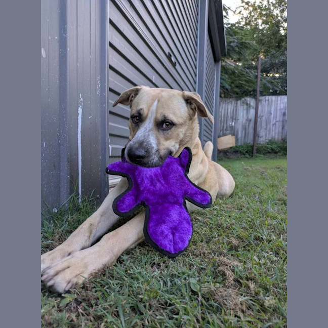 Photo of Barney