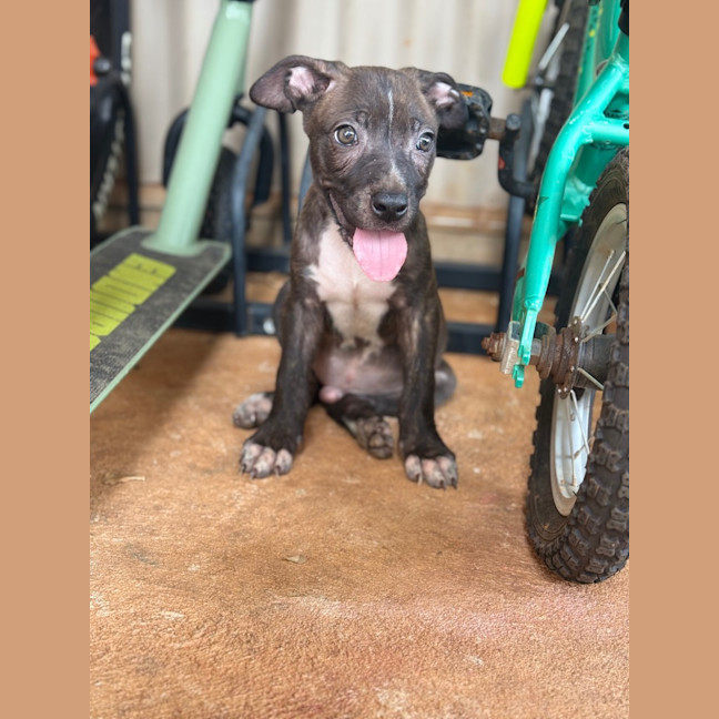 Photo of Tide (Milo)