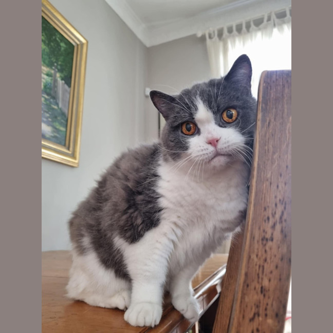 Photo of 🏹Sir Perci🏹