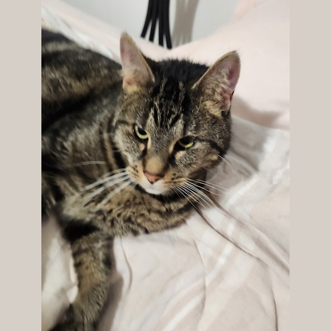 Photo of Dusty