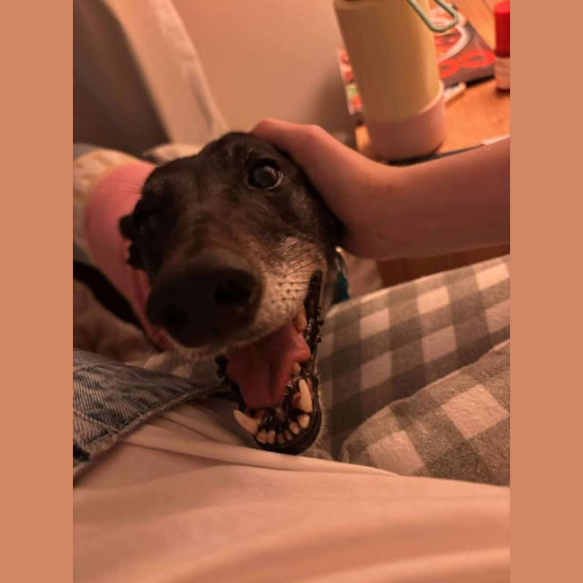 Photo of Crumpet, The Greyhound