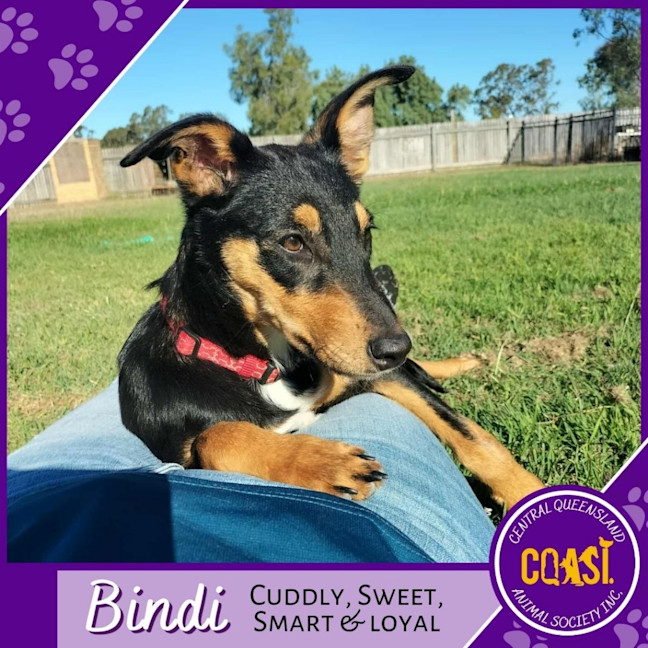 Photo of Bindi