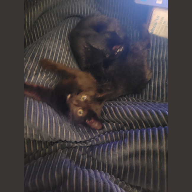 Photo of Nova Moo