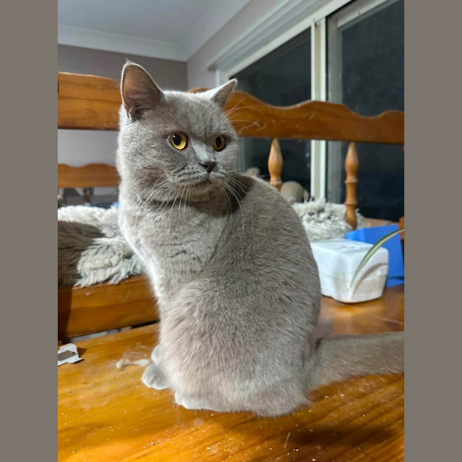 Photo of Nala