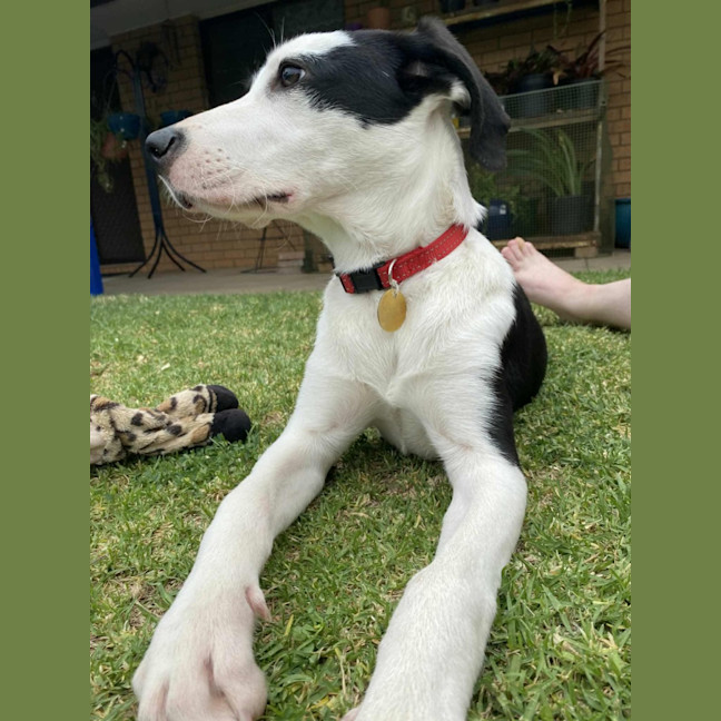 Photo of Gypsy