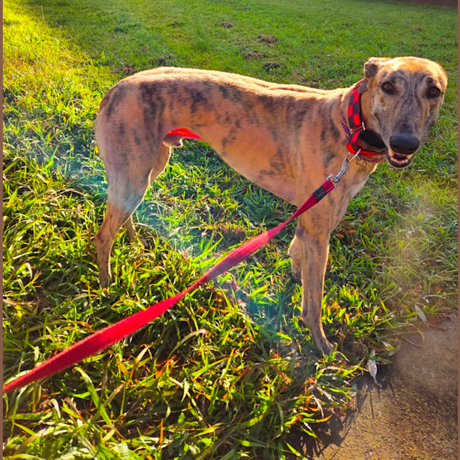 Photo of Jake, The Greyhound