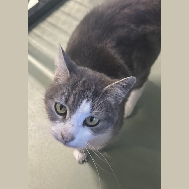 Photo of Dusty