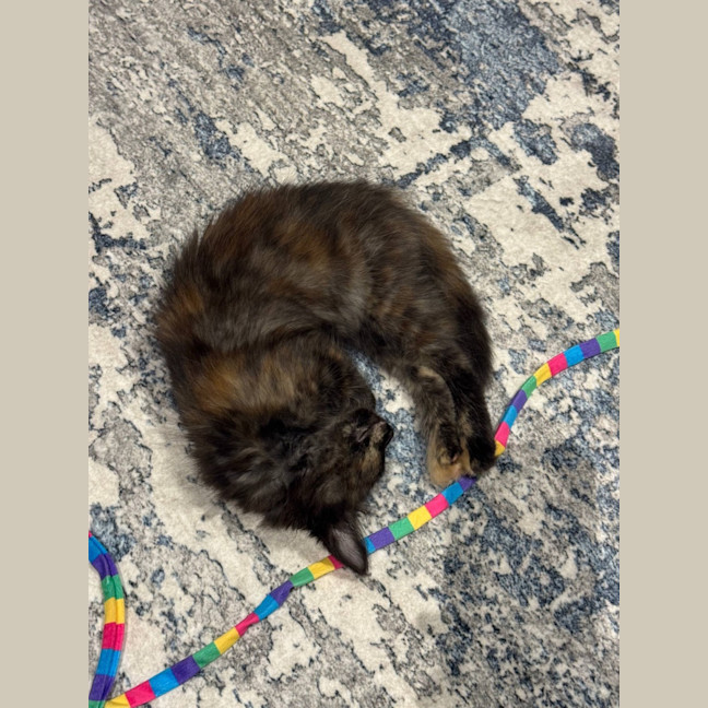 Photo of Feta & Olive