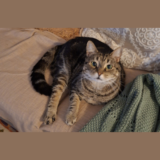 Photo of Pepper