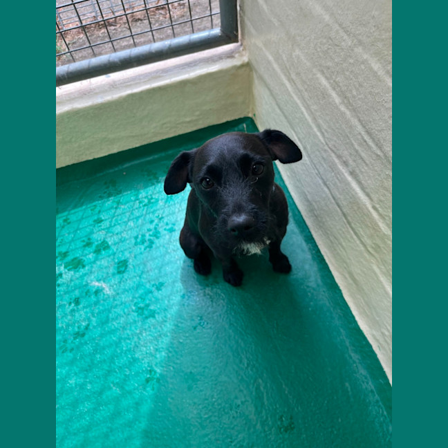 Photo of Tiny (64783)