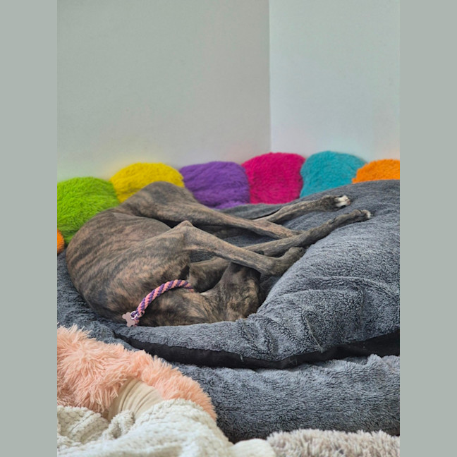 Photo of Jazzy, The 1 Year  Greyhound