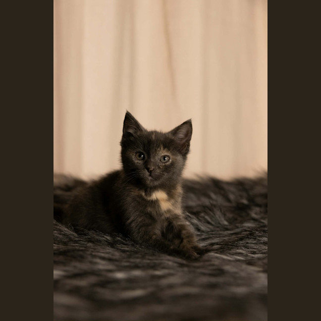 Photo of Muffin 🧁