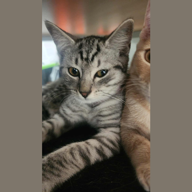 Photo of Frankie   In Foster Care In Healesville