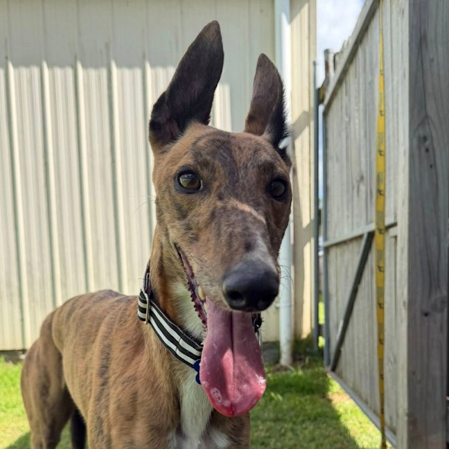 Photo of Beanie