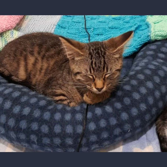 Photo of Dora