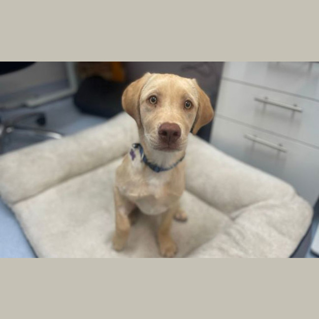 Photo of Hop