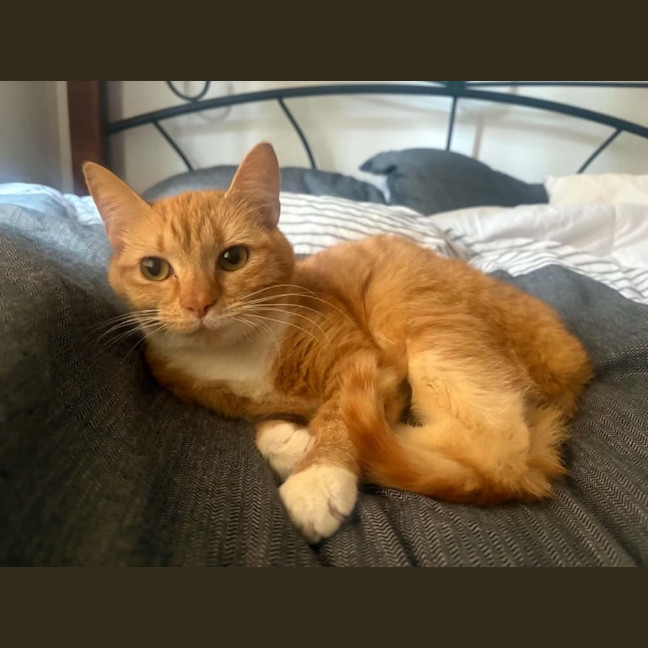 Photo of Biscotti 