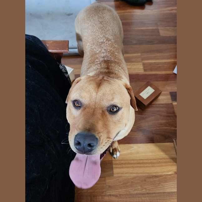 Photo of Boof   1 Year Old Mastiff X Labrador