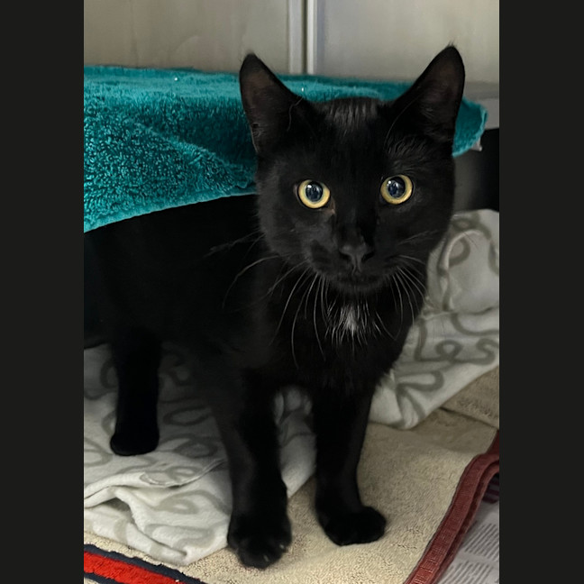 Photo of Binx