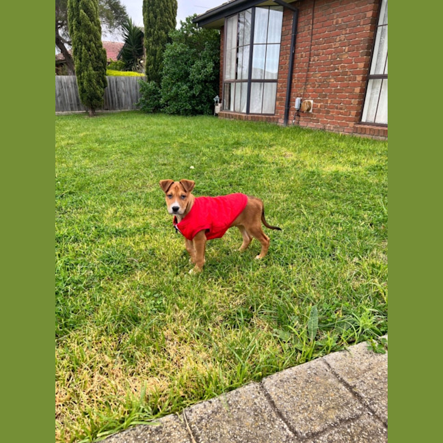Photo of Bandit