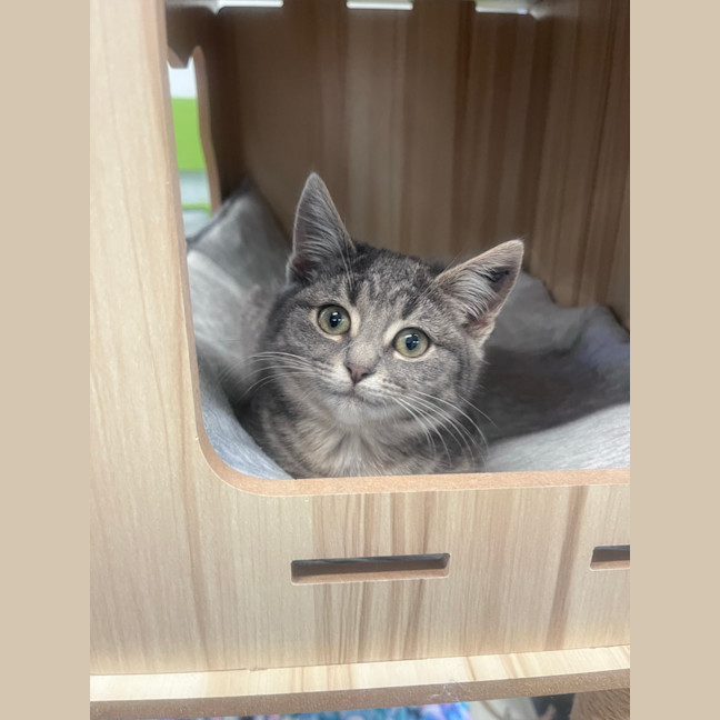 Photo of Shyla