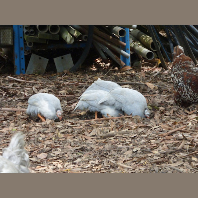 Photo of Super Cute Tick Control