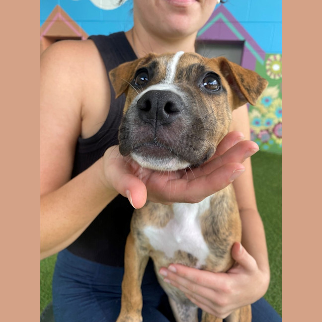 Photo of D1073 Jindi